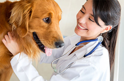 trusted veterinarian